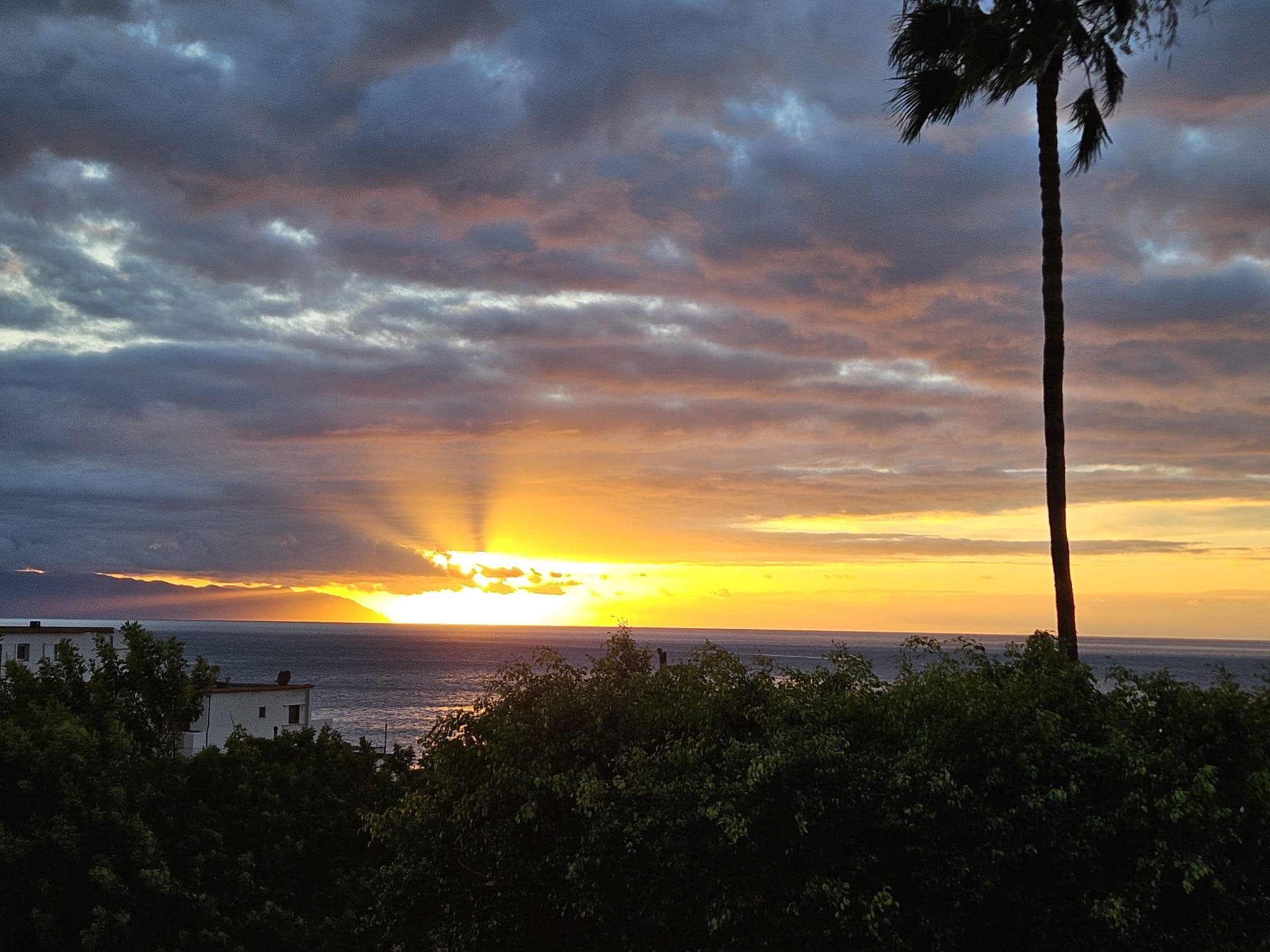 Sunset with palm tree