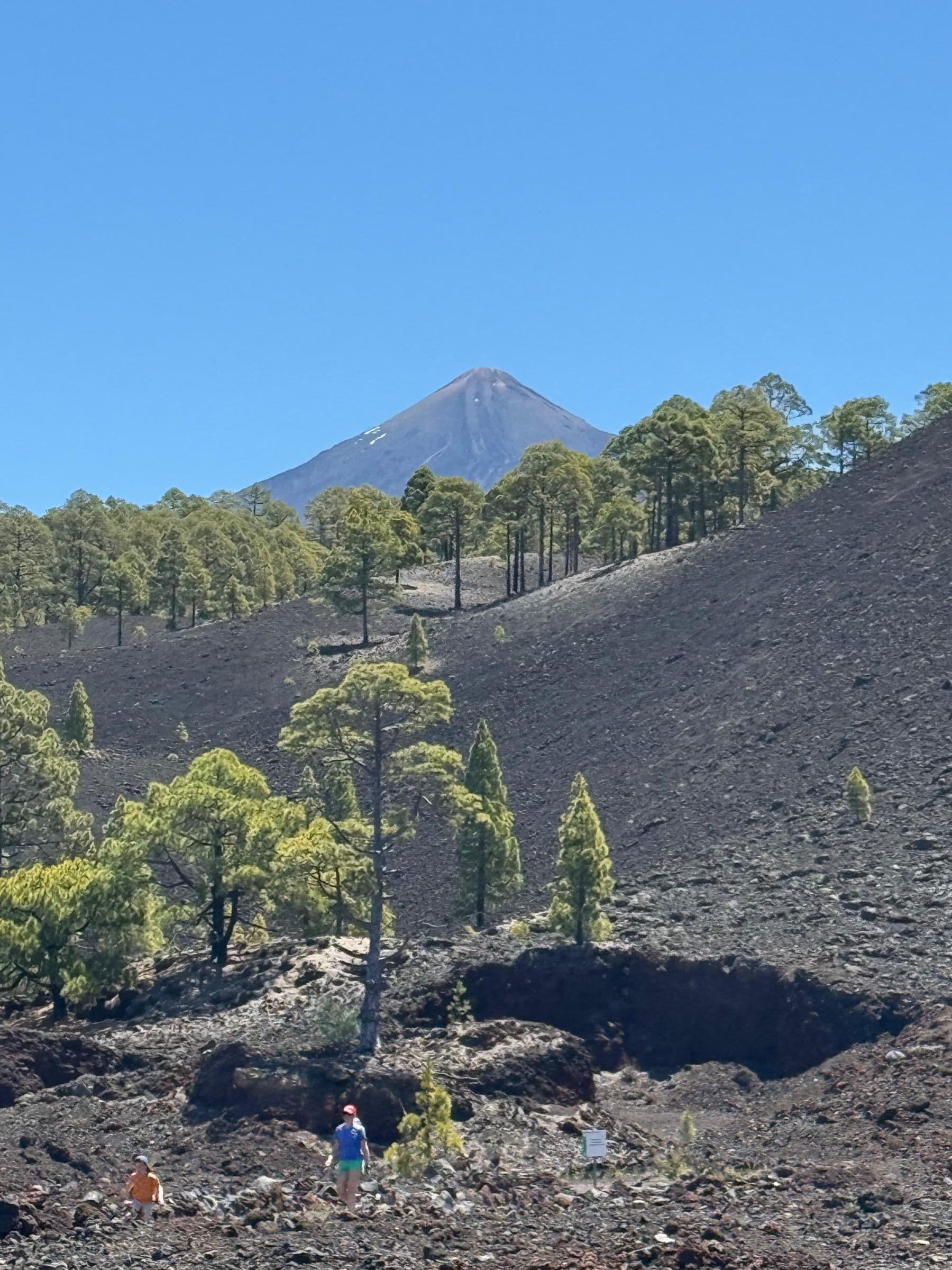 Pine forest and Teide in the national park